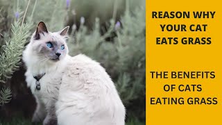 Why Your Cat Eats Grass and The Benefits of Cats Eating Grass.
