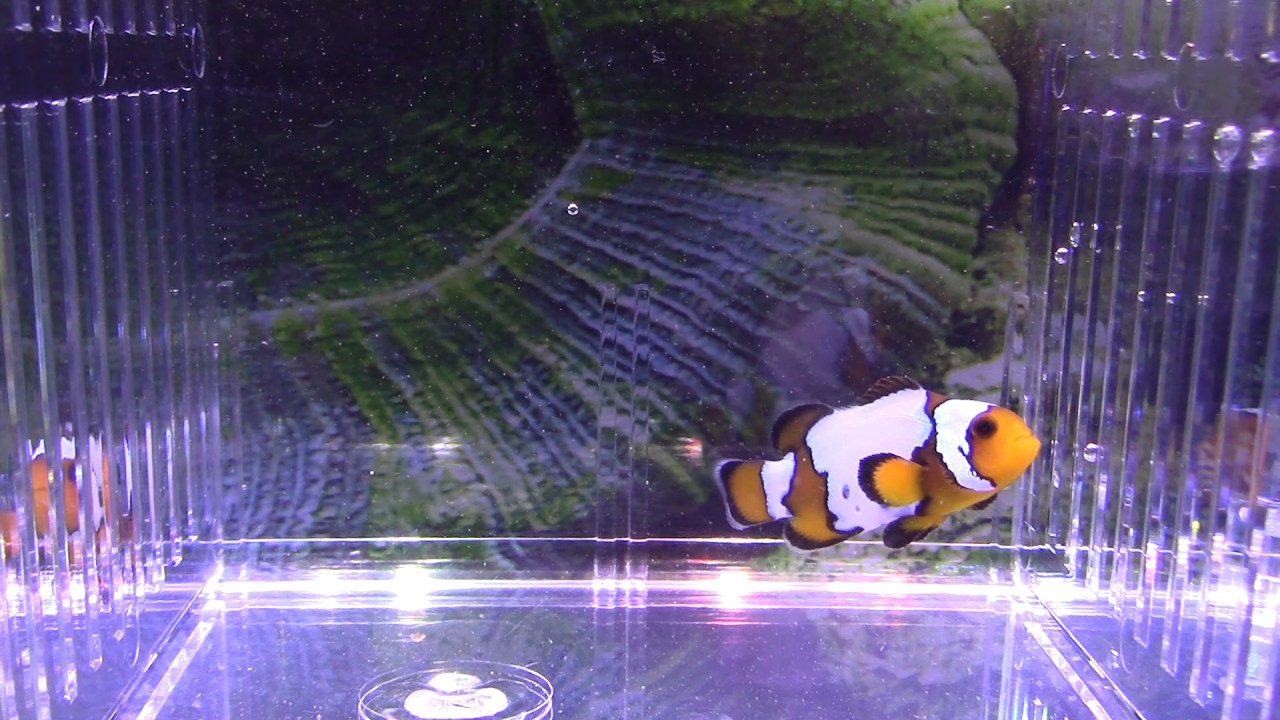 camera iphone 8 plus apk Black Ice Mocha Clownfish (BLKICEM01) ~ Clownfish Hatchery