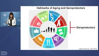 WALS: Mechanisms of Ovarian Aging: A Target for Geroprotection in Women