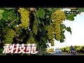 《科技苑》砍出一个葡萄园 20181218 | CCTV农业