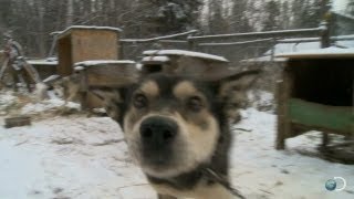 Behind-the-Scenes: Meet Stan's Sled Dogs | Yukon Men
