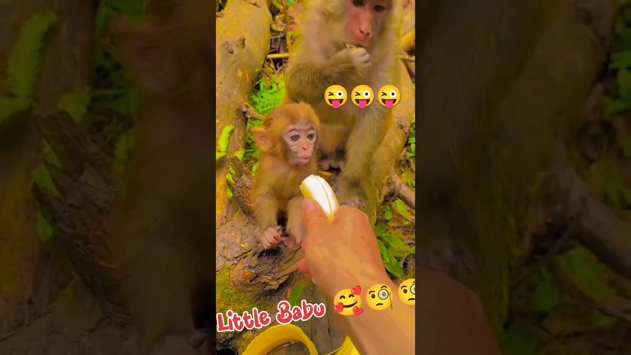 monkey baby 😍😜🥰😂