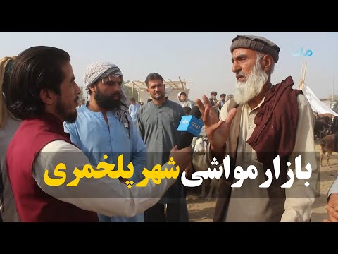 میهن من وضعیت خرید و فروش مواشی با نزدیک شدن عید قربان در شهر پلخمری