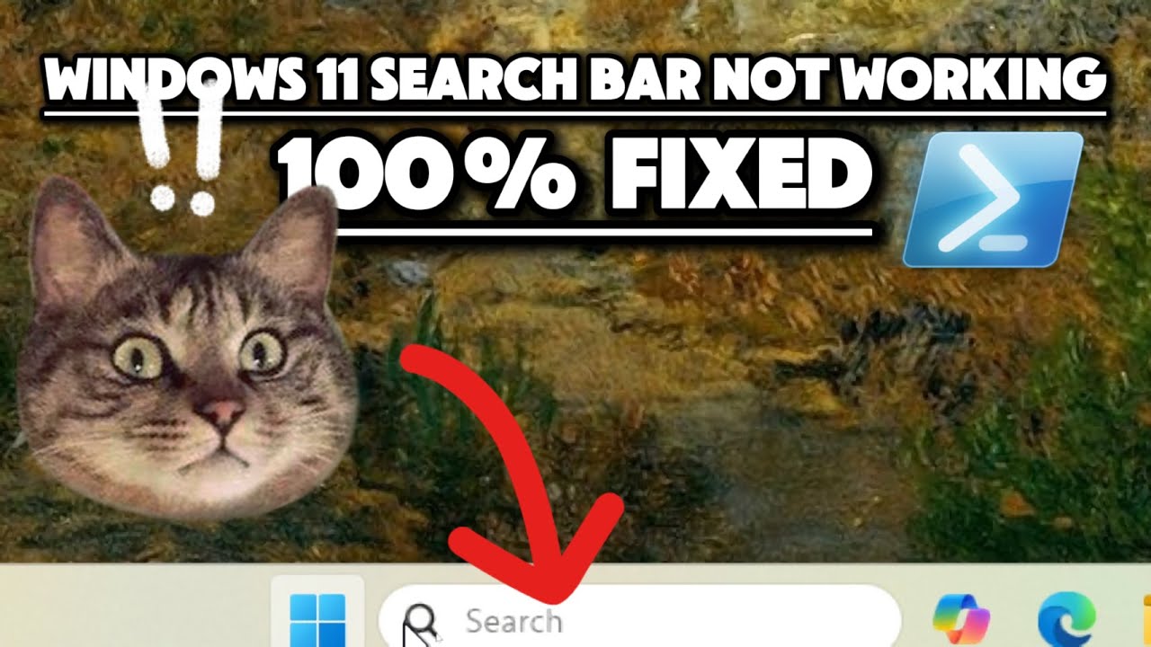Search Bar Not Working in Windows 11