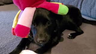 funny and cute Milo the dog video