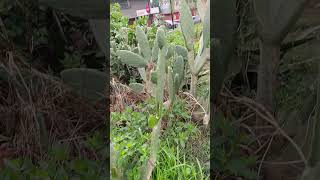 Niurka y Nala junto al nopal