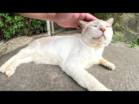 シャム猫がモフりやすいようにフェンスの向こう側から会いに来てくれた