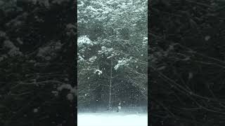 Peaceful Snowfall White noise and a blizzard in the forest promote deep sleep in babies.