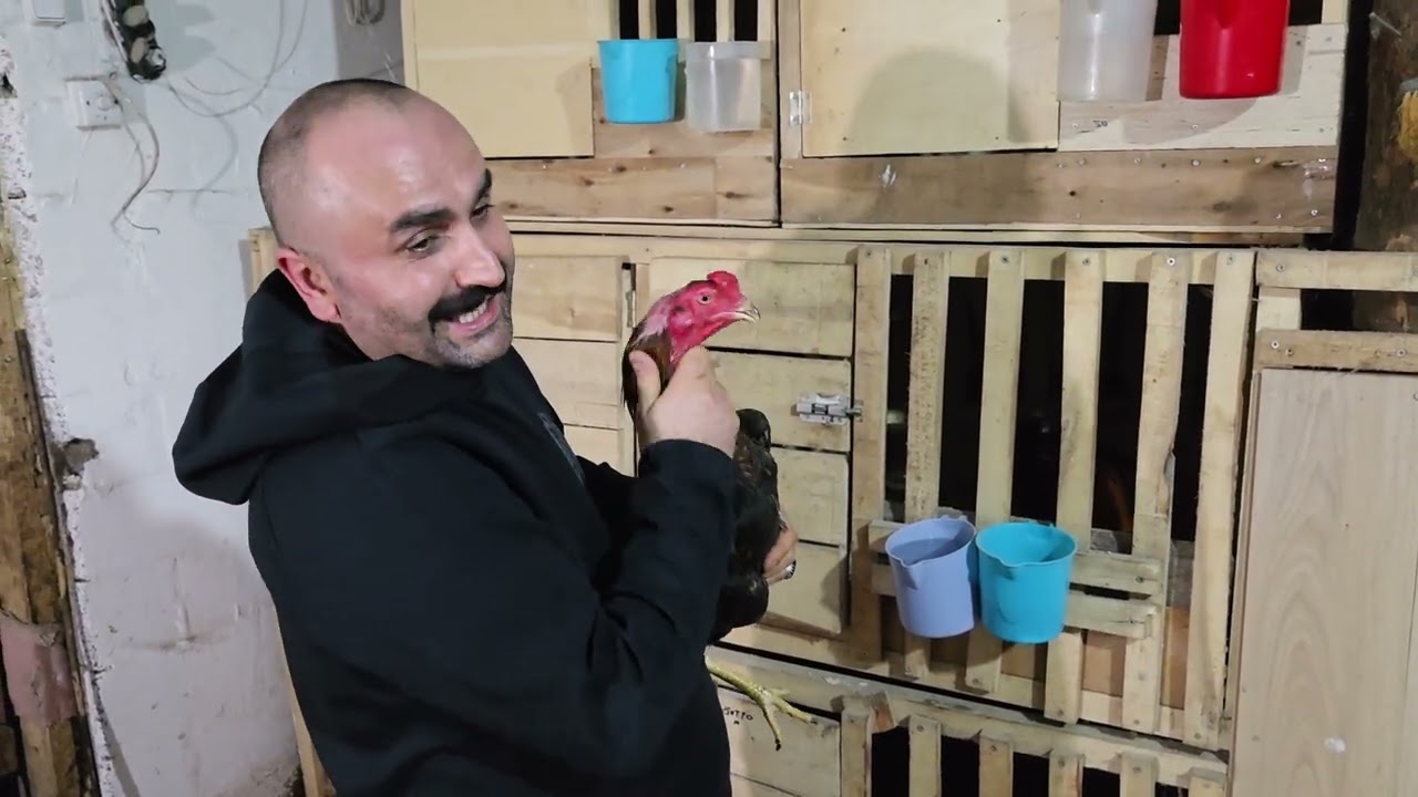 Hint Horozları Prova Öncesi Sohbet🐦‍🔥