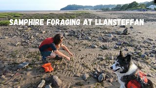 Samphire foraging at Llansteffan Castle, followed by samphire for breakfast by the river