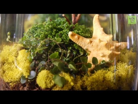 Video: Terrariumidéer och tillbehör - Tips om att bygga ett terrarium