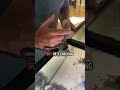 Slipper lobster for my octopus