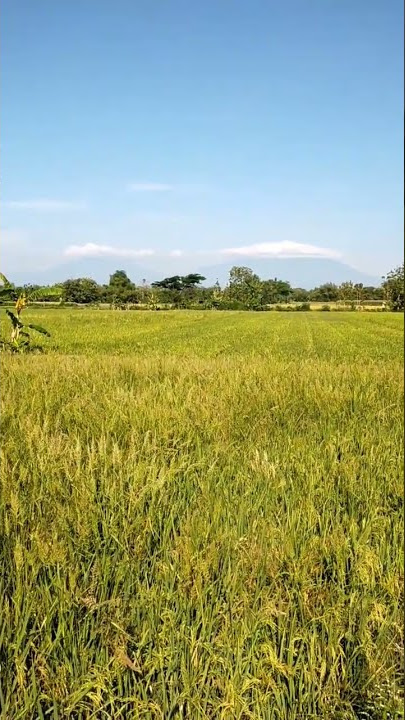 Caping Gunung  #aesthetic #merapi #merbabu #alamdesa