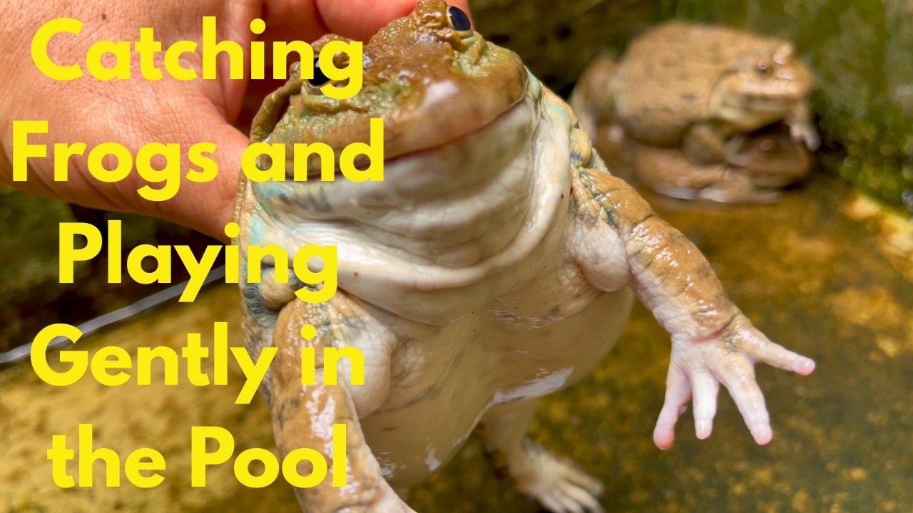 Catching Frogs and Playing Gently in the Pool