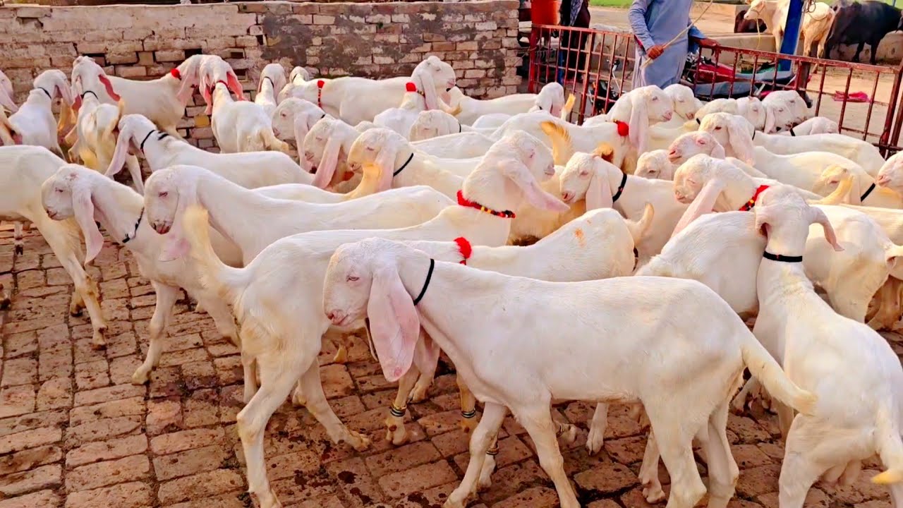 20 a 2024 Bakra farm video Rajanpuri Bakre - YouTube