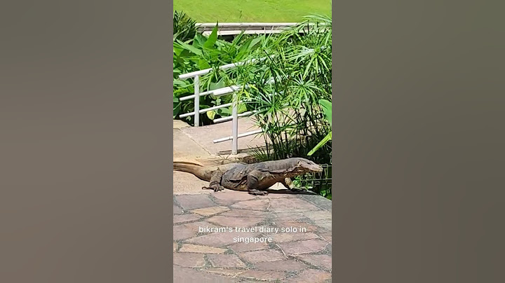 Huge Monitor Lizard roaming free in #Singapore 🇸🇬 Botanic Garden