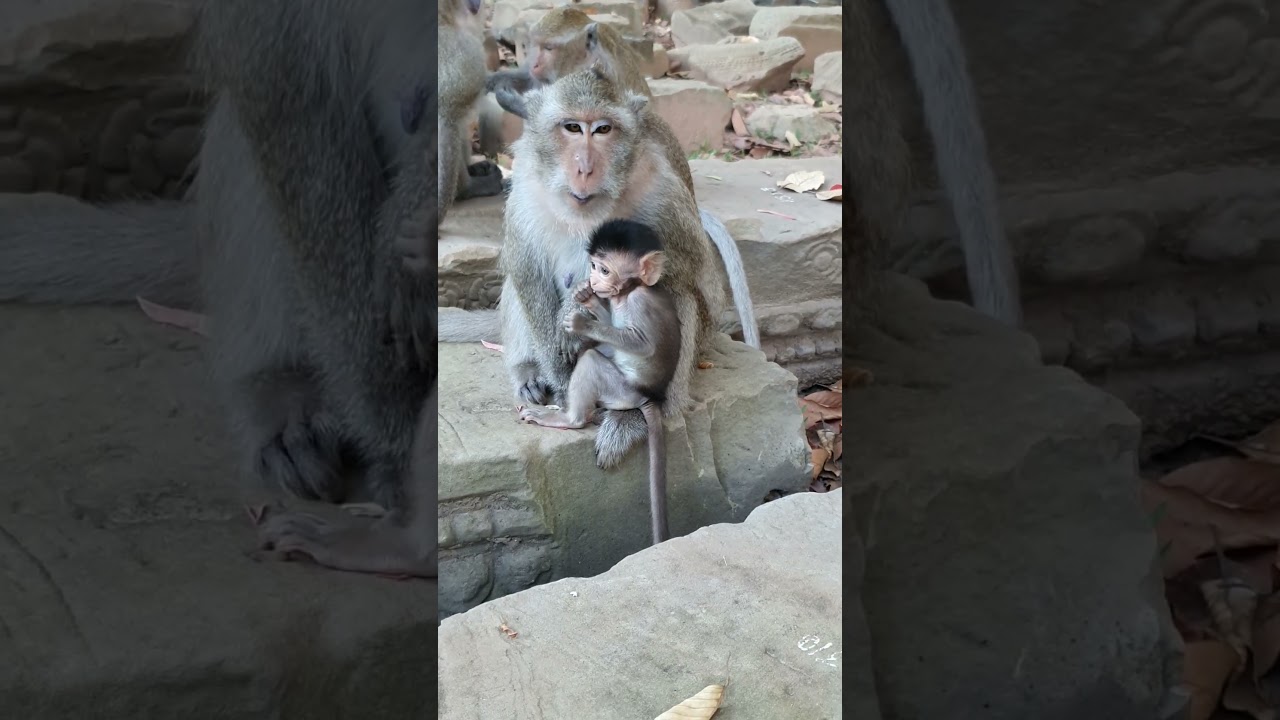 Davy Baby Monkey Stories 167