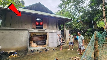 Cuộc Gọi Khẩn Cấp Ông Lão 70 Tuổi Phát Hiển Tổ Rắn Dưới Nền Nhà Sàn