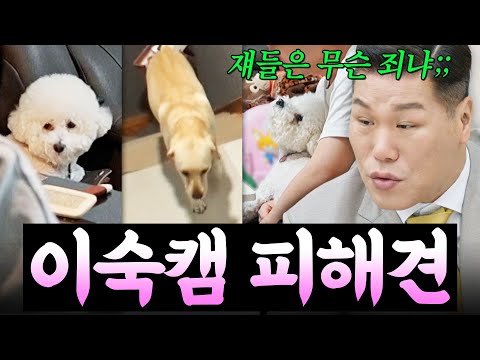 이숙캠 특 : 강아지 키움🐶 ＂쟤들은 무슨 죄냐💦＂ 부부 싸움의 최대 피해견(?) 모음🔥 | 이혼숙려캠프 | JTBC 260101 방송 외