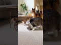 吹いたら負け!何度見ても笑ってしまう猫のおもしろ動画6連発 #funnyanimals #猫shorts #funnyvideo