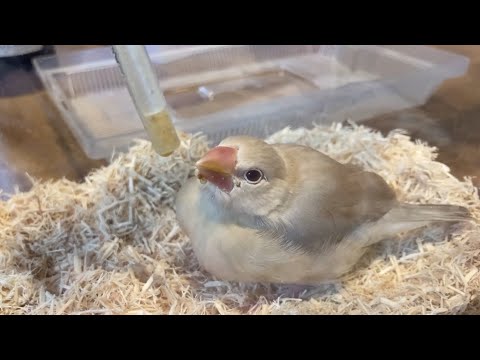 ひな文鳥お迎え初日の様子♪はじめてのさし餌映像もあり！　癒し動物　面白い動物　Java sparrow