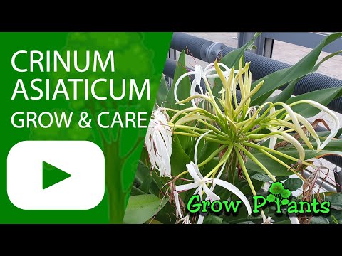 Crinum asiaticum – grow & care (herbaceous geophyte bulb)