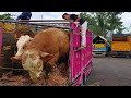 YANG DI TUNGGU AKHIRNYA DATANG JUGA‼️ ROMBONGAN SAPI IDOLA PARA JURAGAN🔥🔥🔥