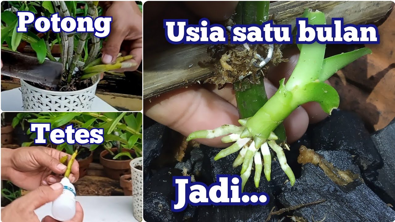 Cara Memperbanyak Anggrek Dari Batang Tua