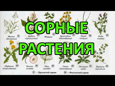 Видео: Типы сорняков - где растут обычные сорняки