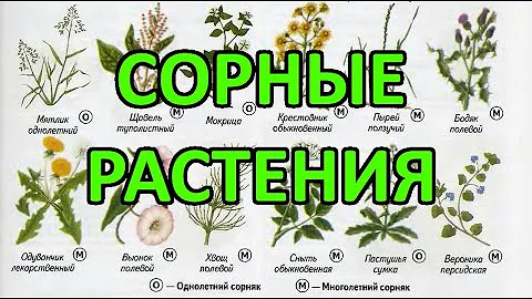 Сорные растения - методы (меры) борьбы