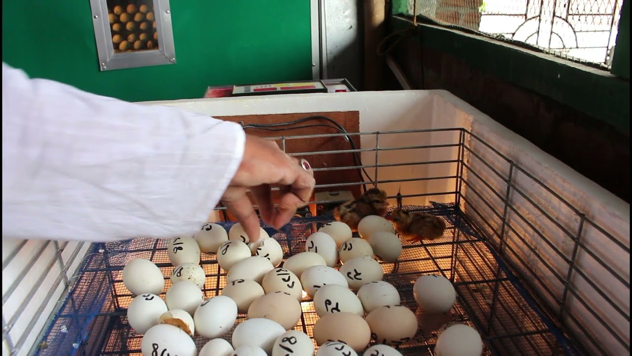 eggs & Feeding - chicken feed formula | amazing chicken