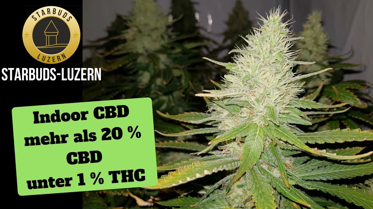 Room full of BigBuds