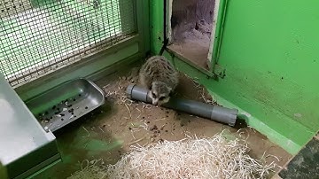 Contrafreeloading concept meerkat - Environmental enrichment