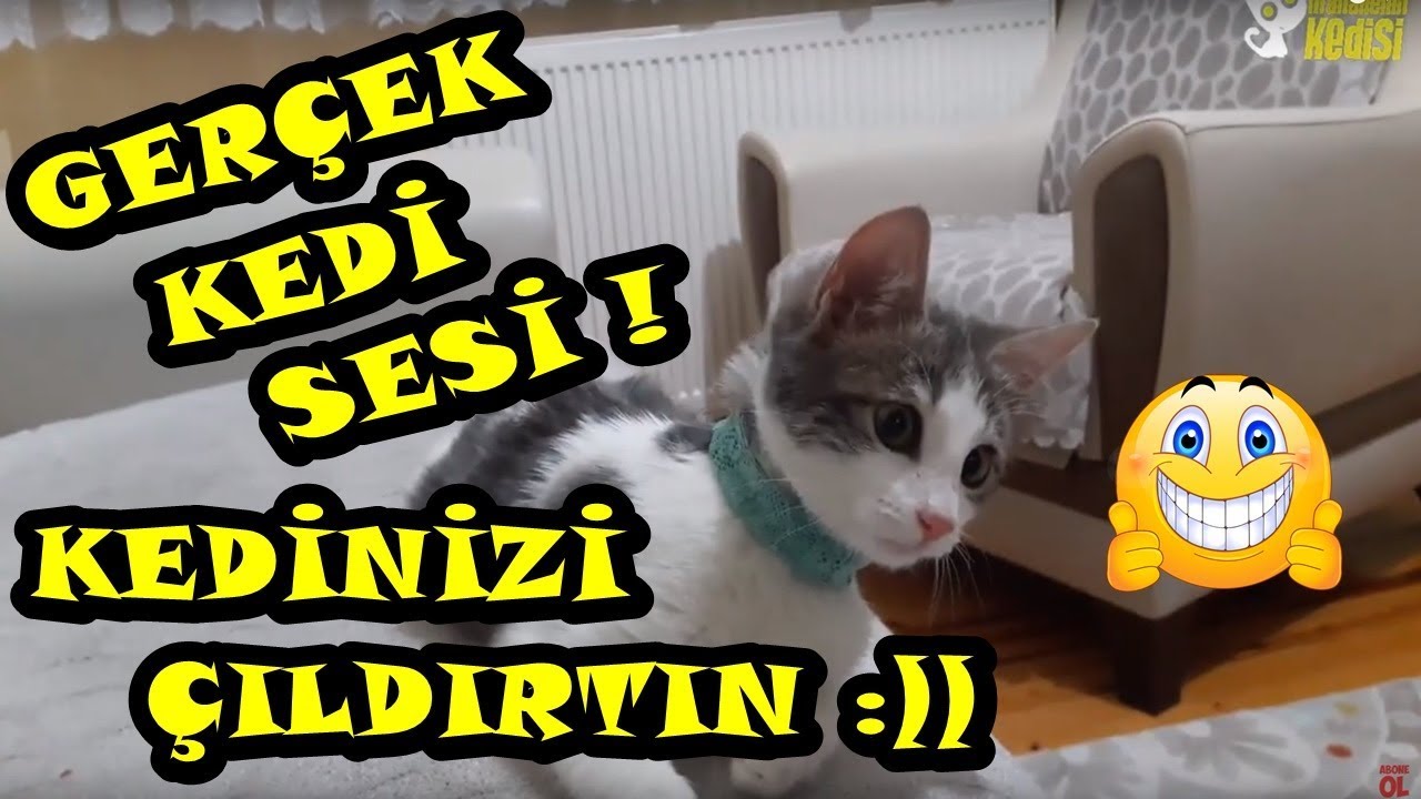 Orjinal Gercek Kedi Sesi Kedinizi Cildirtin 2020 Real Cat Meow Sound 2020 Youtube