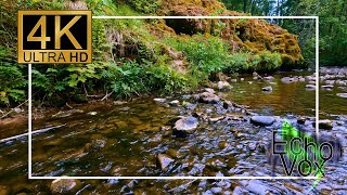 Quiet forest river flowing gently for 10 hours - Soft water sounds and bird song for study, sleeping