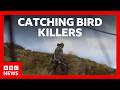 Catching the people illegally killing Britain’s birds of prey | BBC News