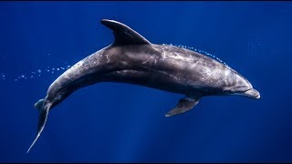 Diving with dolphins in Socorro Island , Mexico - GOMI OCEAN STORIES # 04