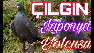 Çılgın Japonya Yolcusu.