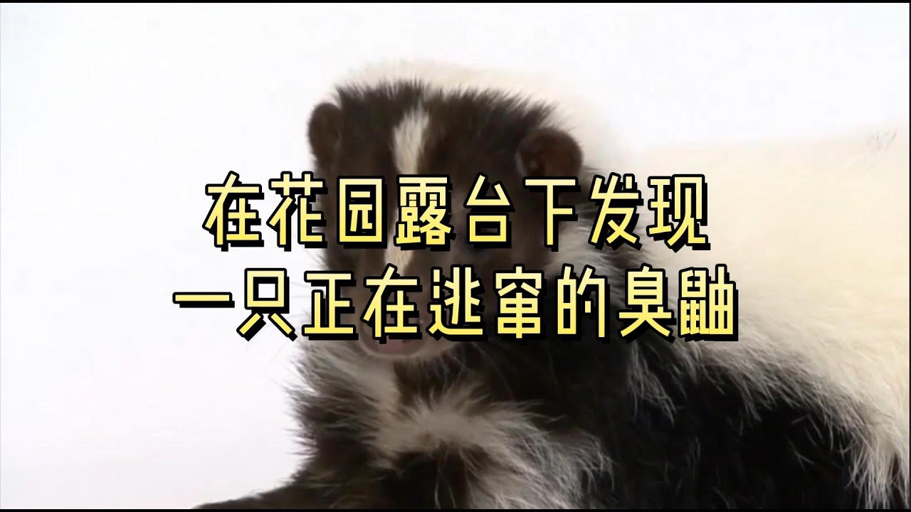 在花园露台下发现一只正在逃窜的臭鼬#英国#英国生活#动物#宠物#臭鼬#逃窜#花园露台#日常生活 - YouTube