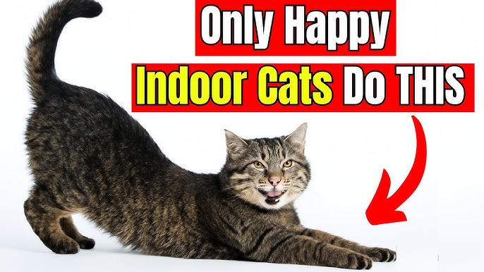 Mening mushukimni hidlang