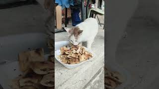 Ye Oğlum Ye Ğa Ğa Öy