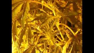 Platinum Kush at two weeks flwr