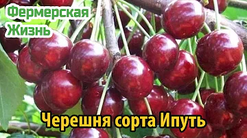 Северная красавица – черешня сорта Ипуть