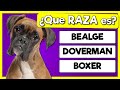 ADIVINA la RAZA de los PERROS 🐶🐶 ¿Cuántas razas de PERROS reconoces?