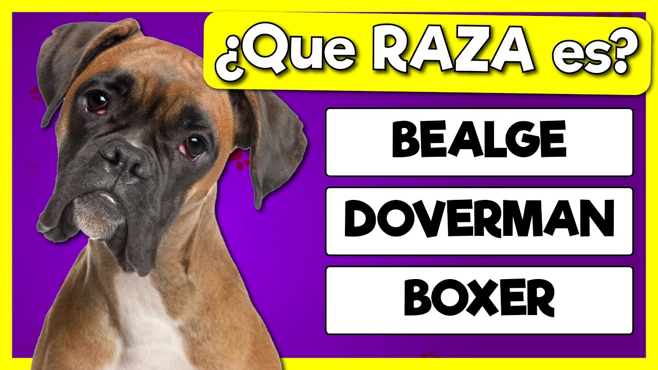 ADIVINA la RAZA de los PERROS 🐶🐶 ¿Cuántas razas de PERROS reconoces?