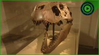Unearthing A Half-Ton Dinosaur Skull from 75 Million Years Ago
