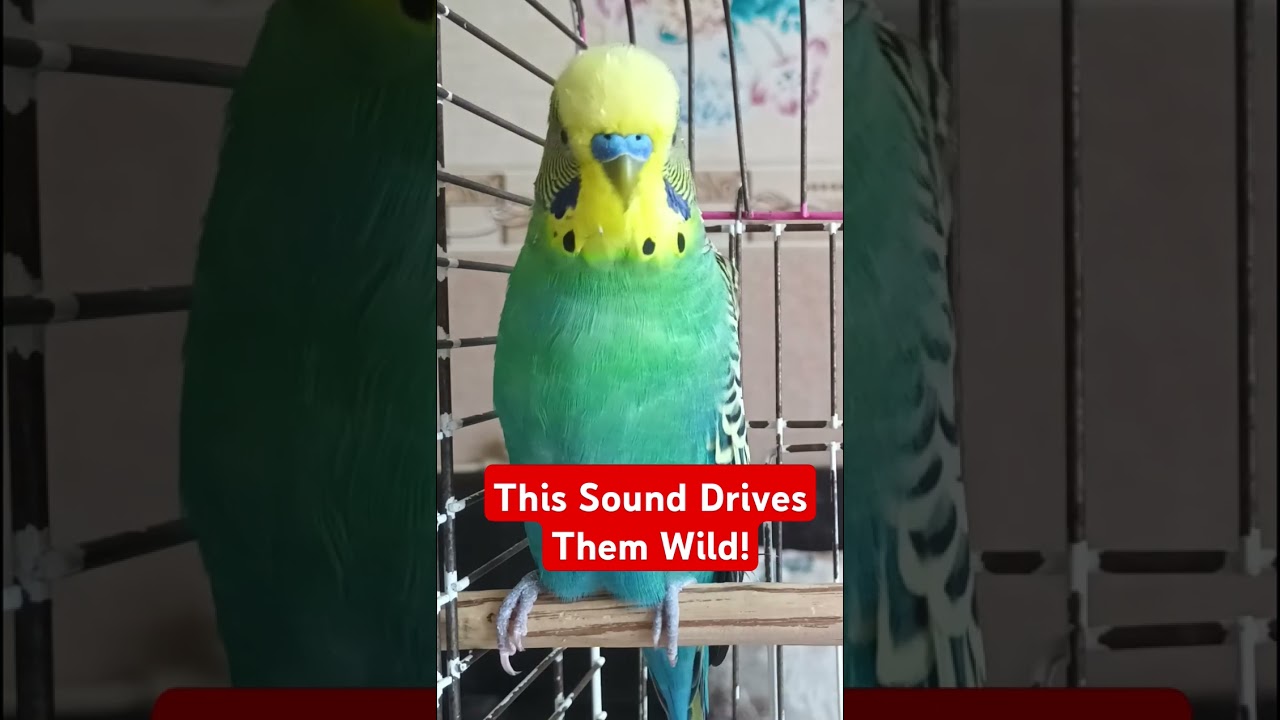 Muhabbet Kuşu Cenneti: Bu Ses Onları Çıldırtıyor! #birds #parrot #muhabbetkuşu #birdsounds #budgies