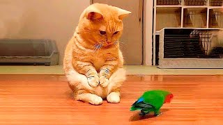 Я РЖАЛ ДО СЛЕЗ 😹 СМЕШНЫЕ КОШКИ И СОБАКИ | СМЕШНЫЕ ЖИВОТНЫЕ 2023 😹 ЛУЧШИЕ ПРИКОЛЫ #51