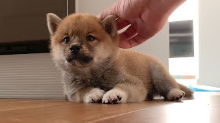 (ENG Sub) My Shiba Inu Puppy looks like Gummy Bear