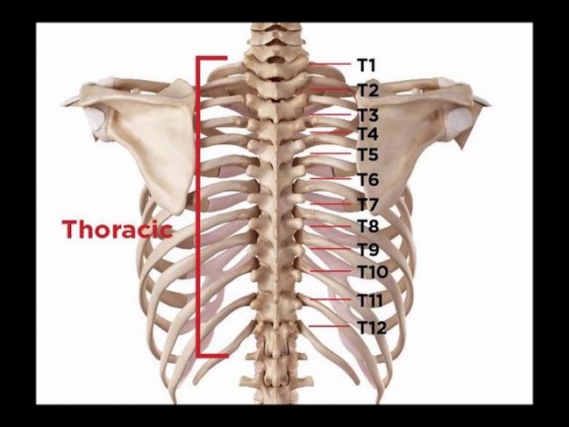 Two Minutes of Anatomy: Thoracic Spine 